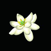 Ur-Blüte: Botanisches Langzeit-Rätsel gelöst