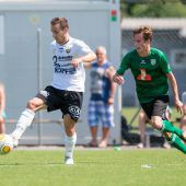 Fohlen fordern den Meister