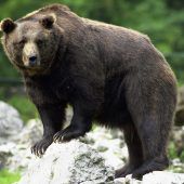 Braunbär tötete Tierpfleger