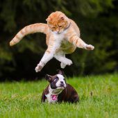 Die VN suchen die lustigsten Katzenfotos