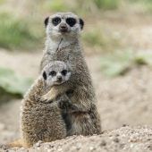 Nachwuchs bei den Erdmännchen