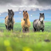 Laufskálarétt: Pferd sein auf Island