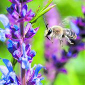 Seltene Wildbienenart