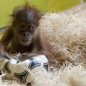 Orang-Utan-Nachwuchs im Fußballfieber