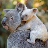 Huckepack in „Down Under“