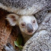 Zoo sucht Namen für Koala-Baby