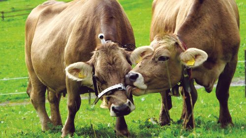 Großwalsertaler Kuh Karin (l.) sorgt mit Kamera bestückt am Donnerstag für Livevideostream von der Alpe Tiefenwald.  Foto: Alpenregion