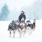 Vollgas mit dem Hundeschlitten