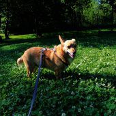 Hundeerfahrung erwünscht