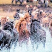 Laufskálarétt: Pferd sein auf Island