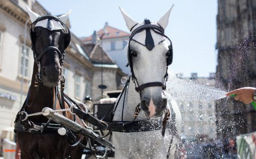 Sobald 35 Grad erreicht sind, bekommen die Tiere hitzefrei.  APA