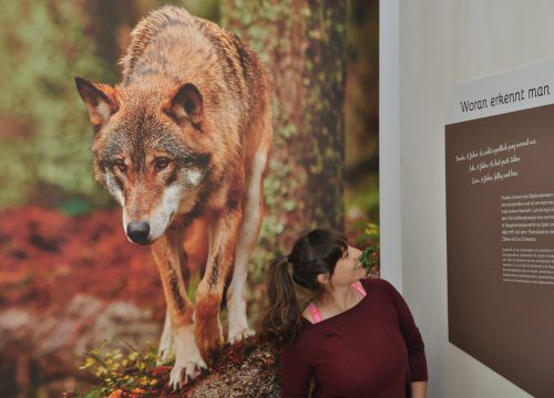 Auf leisen Pfoten kehren, leider nicht ohne Hindernisse und Probleme, Luchs, Wolf, Bär, aber auch die Wildkatze in den Alpenraum zurück. inatura