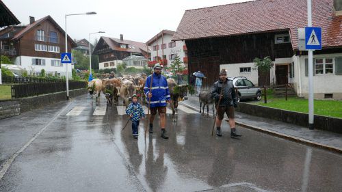 Bei strömendem Regen kamen Tiere und Älpler in Fraxern an. san