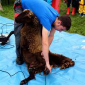 Fest der Schafe auf Nussis Hof