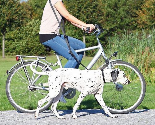 „Der Hund ist das Tier, das am besten auf uns Menschen eingestellt ist“, sagt Psychologin Andrea Beetz. Gerty Lang