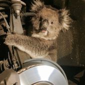 Koala fährt im Radkasten mit