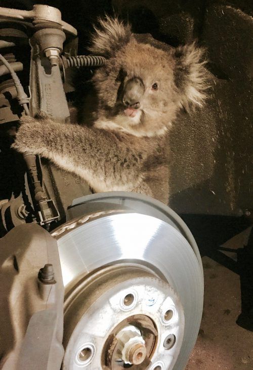 Der Koala überstand die 16 Kilometer lange Fahrt mit leichten Blessuren. Reuters