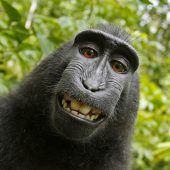 Streit um Affen-Selfie beigelegt