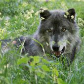 Ausgebrochener Wolf wurde erschossen