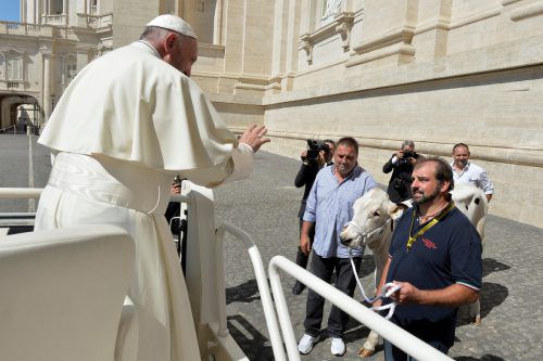 Eine Familie brachte dem Papst zur Generalaudienz eine Kuh mit.  RTS