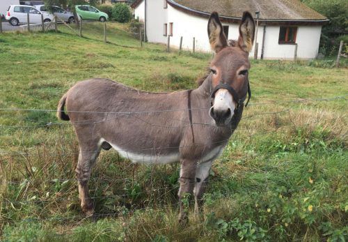 Esel "Vitus" lebt mittlerweile bei einem neuen Besitzer. AP