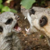 Tierisches Gebrüll