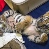 Tigerchen gerettet