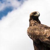 Der Adler ist los