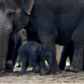 Elefant lernt gehen