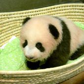 Panda heißt Shan Shan