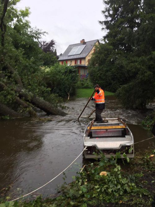 In Lustenau fiel eine Eiche in den Neunerkanal. Foto: Fischer