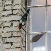 Der stete Spechthieb höhlt den Stein