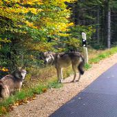 Drei ausgebüxte Wölfe sind noch unterwegs