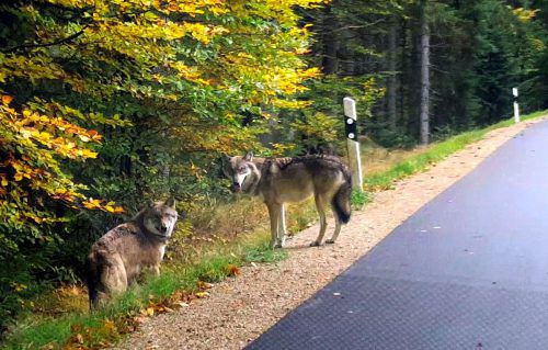 Am Freitag filmte ein Passant die Tiere aus dem Auto. APA