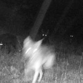 Wirbel um Wolfsmischlinge