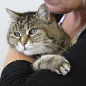 Flohmarkt für Tierfreunde