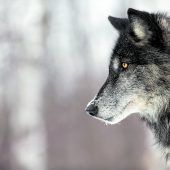Massaker an Schafen durch Wölfe