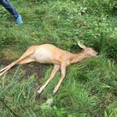 Rätsel um getötetes Wild