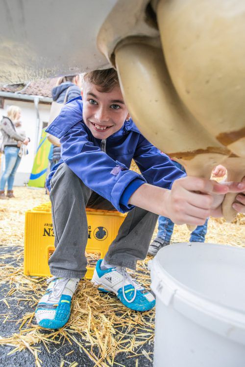 Der kleine Matthias legte sich beim Kuhmelken ordentlich ins Zeug.