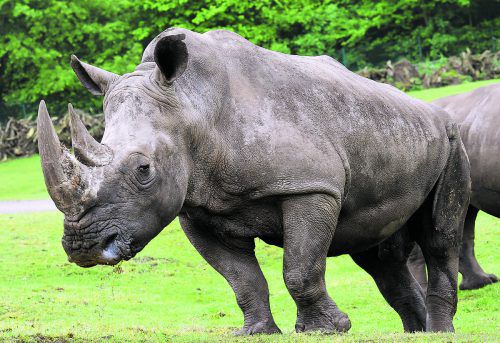 Die Nördlichen Breitmaulnashörner zählen zu den größten Landsäugetieren der Welt und sind stark bedroht. APA