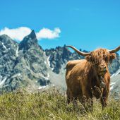 Hoja – nichts als das Leben auf der Alpe