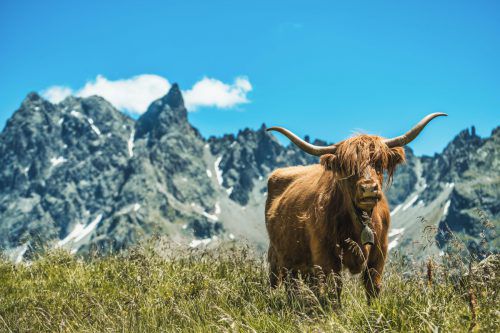 Die zweite „Hoja“-Produktion beleuchtet das Leben auf der Alpe Fresch in Silbertal, dort, wo auch Schottische Hochlandrinder „sömmerten“.  www.montafon.tv