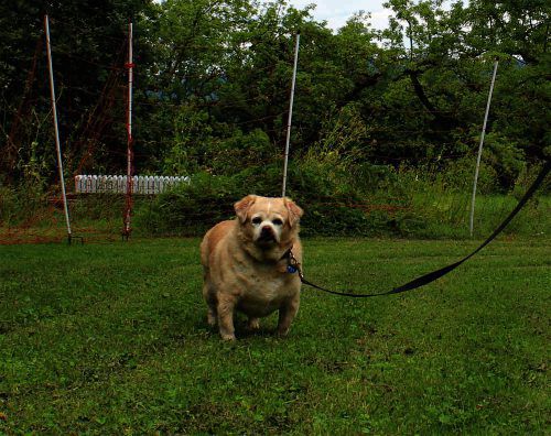 Ein neues Zuhause bei liebevollen Menschen suchen die Hunde Flocky (l. o.) und Missy (l. u.), Katzendame Wolle und das Nymphensittiche-Paar Heinz und Ashley.
