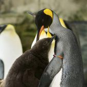 Flauschiger Pinguin