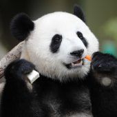 Leckeres für den Panda