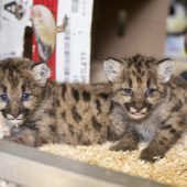 Flauschige Pumababys