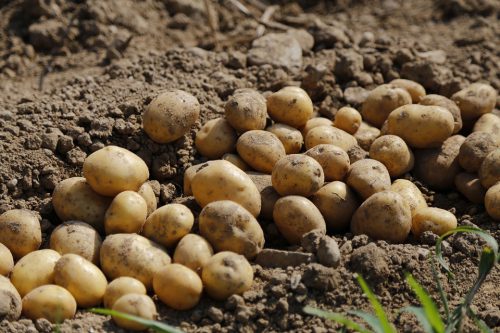 Kartoffeln Richtig Ernten Und Richtig Lagern Vn Heimat