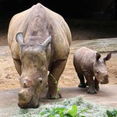 Der König des Zoos