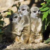 Lustiges Trio
