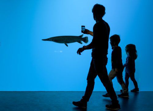 In den Aquarien schwimmen rund 10.000 Fische. APA